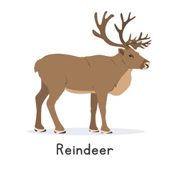 Reindeer vector illustration, cartoon clipart character, animal in flat style. Wild animals, wild creatures, wildlife concept. Caribou vector design isolated on white background