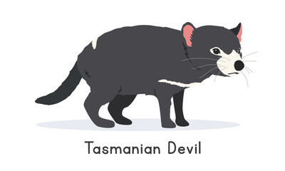 Tasmanian devil vector illustration, cartoon clipart character, animal in flat style. Wild animals, wild creatures, wildlife concept. Tasmanian devil vector design isolated on white background