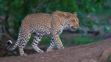leopard on the rock