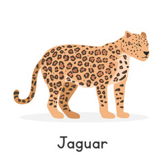 Jaguar vector illustration, cartoon clipart character, animal in flat style. Wild animals, wild creatures, wildlife concept. Jaguar vector design isolated on white background