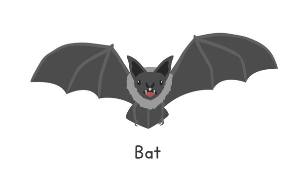Common vampire bat vector illustration, cartoon clipart character, animal in flat style. Wild animals, wild creatures, wildlife concept. Flying bat vector design isolated on white background