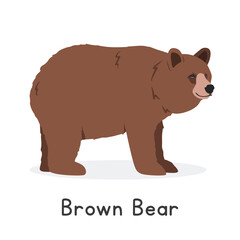 Grizzly bear or brown bear vector illustration, cartoon clipart character, animal in flat style. Wild animals, wild creatures, wildlife concept. Bear vector design isolated on white background