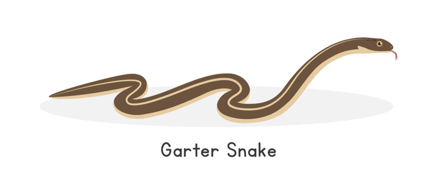 Garter snake vector illustration, cartoon clipart character, animal in flat style. Wild animals, wild creatures, wildlife concept. Snake vector design isolated on white background
