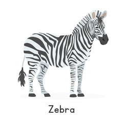 Zebra vector illustration, cartoon clipart character, animal in flat style. Wild animals, wild creatures, wildlife concept. Striped horse zebra vector design isolated on white background