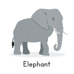 Grey elephant vector illustration, cartoon clipart character, animal in flat style. Wild animals, wild creatures, wildlife concept. Elephant vector design isolated on white background