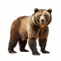 Fototapeta premium brown bear isolated on white