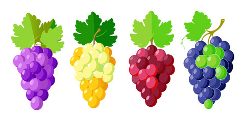 Different Styles of Grapes Illustration Bundle Collection.