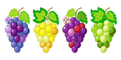 Different Styles of Grapes Illustration Bundle Collection.