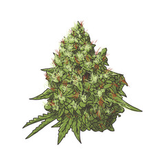 buds vintage hand drawn style