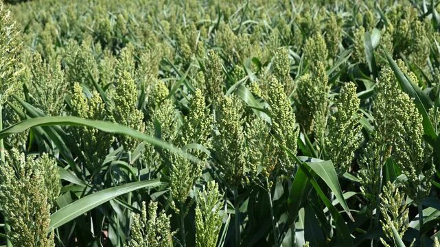 Sorghum bicolor agricultural field. The plant is also known as great millet or broomcorn.