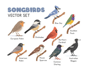 Songbirds vector illustration set, cartoon clipart in flat style. Sparrow, blue jay, Northern cardinal, American robin, European robin, common starling, chickadee, Australian magpie, Gouldian finch