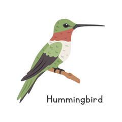 Hummingbird perched on tree branch vector illustration, cartoon clipart character, animal in flat style. Wild animals, avian, birds concept. Ruby-throated hummingbird vector design isolated © Vinh