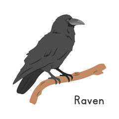 Common raven perched on tree branch vector illustration, cartoon clipart character, animal in flat style. Wild animals, avian, birds concept. Raven vector design isolated on white background