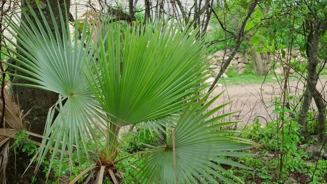 Sabal palm Sabal mexicana Endemic species of Mexico