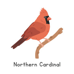 Northern cardinal vector illustration, cartoon clipart character, animal in flat style. Wild animals, avian, birds concept. Red cardinal vector design isolated on white background