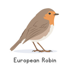 European robin vector illustration, cartoon clipart character, animal in flat style. Wild animals, avian, birds concept. Cute robin redbreast vector design isolated on white background