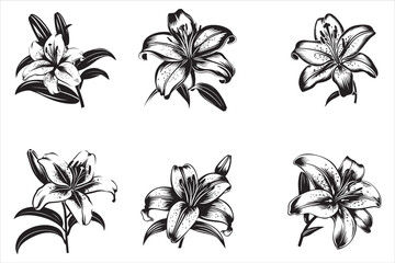 Lily_Flower_Silhouette vector