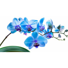 blue orchid isolated on white