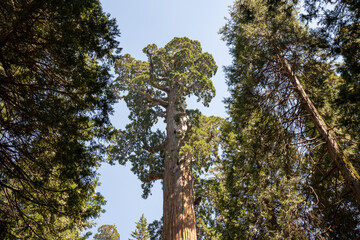 Fototapeta premium Sequoia National Park, Kings Canyon National Park, California. Near Los Angeles. Giant trees in the forest, wooden fence in the forest, tall trees, sequoia forest