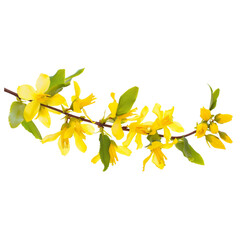 Beautiful yellow flower (Osmanthus Heterophyllus) png transparent 