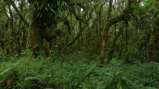 Arboles llenos de musgo y vegetaci&oacute;n en un dia nublado con lluvia en el bosque tropical nuboso en las monta&ntilde;as de Costa Rica