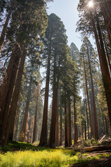 Sequoia National Park, Kings Canyon National Park, California. Near Los Angeles. Giant trees in the forest, wooden fence in the forest, tall trees, sequoia forest