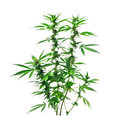Naklejka premium marijuana plants isolated on white background