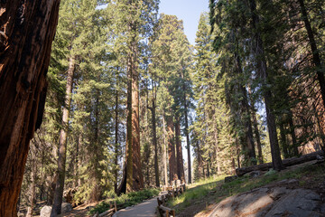Sequoia National Park, Kings Canyon National Park, California. Near Los Angeles. Giant trees in the forest, wooden fence in the forest, tall trees, sequoia forest