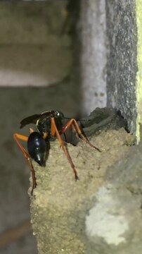 Mud dauber wasp