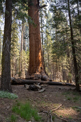 Sequoia National Park, Kings Canyon National Park, California. Near Los Angeles. Giant trees in the forest, wooden fence in the forest, tall trees, sequoia forest