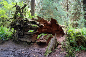 Moss forest, hairy rainforest, Pacific coast in Washington state, near Seattle, Olympic National Park, hoh rainforest pacific shore