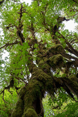 Obraz premium Moss forest, hairy rainforest, Pacific coast in Washington state, near Seattle, Olympic National Park, hoh rainforest pacific shore