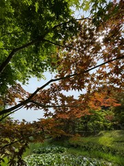Maple Tree and a Pond