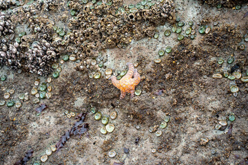 Pacific Ocean coast on a cold summer day, cloudy day on a rocky beach, Pacific Ocean coast in Washington state, near Seattle