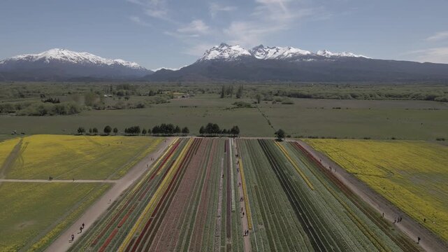 Tulipanes Patagonia Trevelin Chubut Patagonia Argentina