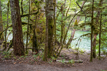 Obraz premium National Park in Washington State North Cascades, near Seattle Park, forest trails, mountain lake, Dam on the river