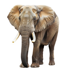 Obraz premium A majestic elephant standing tall, showcasing its impressive tusks and textured skin, representing wildlife and nature's beauty.