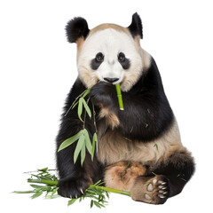 Fototapeta premium A cute panda enjoying a meal of bamboo, showcasing its playful and gentle nature in a vibrant and natural setting.
