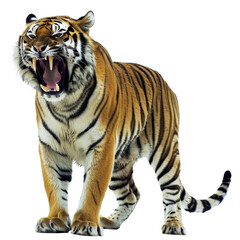 Fototapeta premium A fierce tiger roaring, showcasing its vibrant fur and striking patterns, symbolizing power and wild beauty in nature.