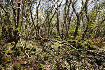 primeval forest in early spring