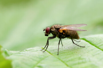Fly