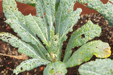 Overbite kale leaves with green caterpillar of cabbage moth. Pest in garden. 