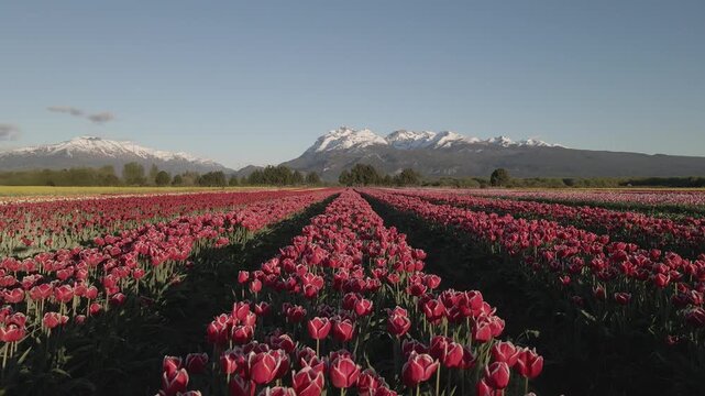 Tulipanes Patagonia Trevelin Chubut Patagonia Argentina