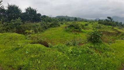 Lush green meadow under a cloudy sky, showcasing vibrant grass and a serene atmosphere, perfect for nature lovers.