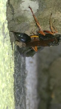 Mud dauber wasp