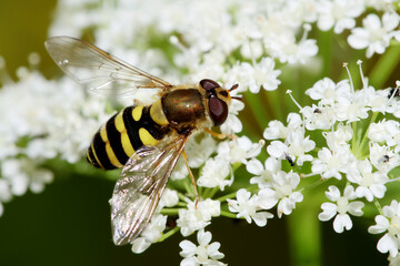 Hoverfly