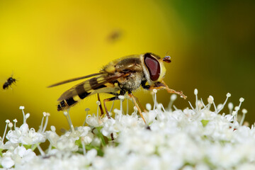 Hoverfly