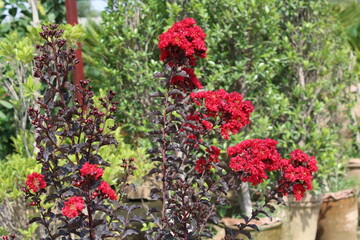 Crape myrtle, crepeflower, or summer lilac red flowers