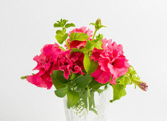 Petunia hybrida, Grandiflora double cascade pink 
flowers isolated on white background , macro