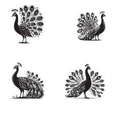 Obraz premium silhouette of clan vector Proud Peacock set isolated on white background 